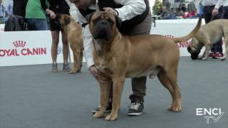 REGGIO2017  DOM19FOCUSBullmastiff Maschi [upl. by Royce]