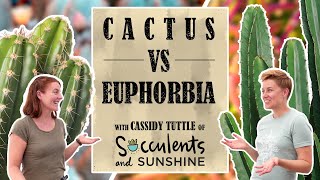 Euphorbia ARENT Cacti Can you Tell the Difference With Cassidy of Succulents and Sunshine [upl. by Musser]