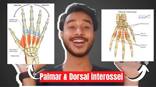 Palmar interossei muscles of hand  Dorsal interossei muscles of hand  intrinsic muscles of hand [upl. by Adnamahs]