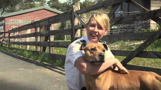 Scottish SPCA staffie song [upl. by Eward]