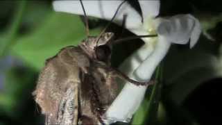 Meravigliosa Falena che succhia il nettare di un fiore  Wonderful Moth sucking nectar [upl. by Andel844]