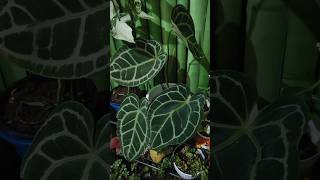 Beautiful Anthurium Crystallinumtrending viralvideo shorts youtubeshorts [upl. by Ifok]