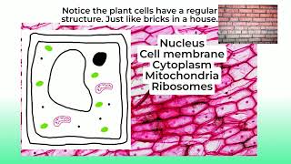 Plant and animal cells KS3 ISEB  13 Biology lesson 2 [upl. by Baskett]