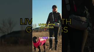 Living with gundogs gundog gundogtraining dogtraining [upl. by Ruth]