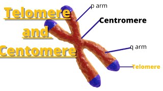 telomere and centromere  Definition and Characteristics [upl. by Knowlton]