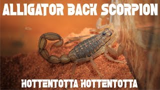 ALLIGATOR BACK SCORPION  Hottentotta hottentotta [upl. by Eetsim7]