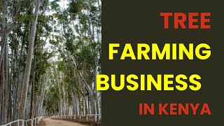 TREE FARMING BUSINESS IN KENYA A WORTHWHILE VENTURE [upl. by Biddie]