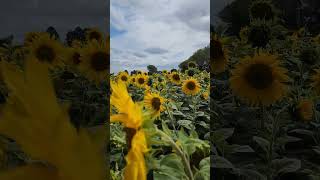 Bl🌻💛m where youre planted sunflower newzealand aesthetic blooming summer summerdiaries bloom [upl. by Yracaz]