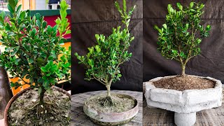 Boxwood Bonsai Tree Care 2021Samaresh Bonsai [upl. by Anaoj331]