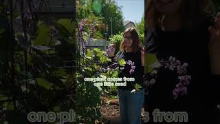 Purple Hyacinth Bean Vine [upl. by Matthia]