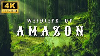 Amazon 4K Wildlife  Creatures Inhabiting the Jungle  Amazon Rainforest  Relaxation Film [upl. by Eitnom]