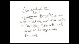 Jannahs Cell Project Plant vs Animal [upl. by Eecart590]