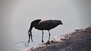 Hamerkop Tries To Eat A Frog  Nkorho [upl. by Anahsat513]