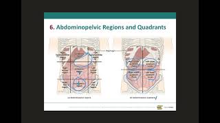 Abdominopelvic regions and quadrants [upl. by Zoubek]