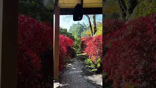 Wind chimes and Japanese maples nature peaceful soundon wurundjeri gardens airbnb [upl. by Laws]