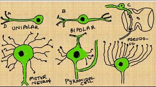 Classification of Neurons types of neurons [upl. by Fortunna573]