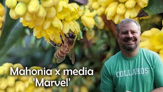 Mahonia x media Marvel [upl. by Latsyrd]