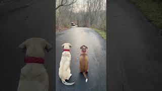 These two dogs get SO excited when they see their kids shorts [upl. by Letnahc]