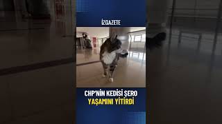 CHPnin kedisi Şero yaşamını yitirdi [upl. by Trude]