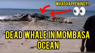 We found Dead Whale In Mombasa Beach [upl. by Edlyn]