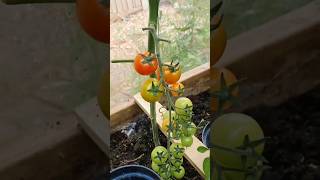 New technique for growing tomato plants tomatografting tomato farming viral shorts [upl. by Bamford]