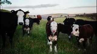 sounds of cow cow cow sound picture pictures video videos mooo cartoon effect images voice [upl. by Ameerak9]