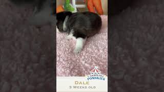 Meet Dale an adorable threeweekold Pomsky puppy with a beautiful wooly coat [upl. by Arissa]