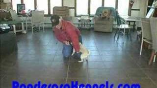 Puppy Training Come when called beginning Dixie cup drills [upl. by Nylodam]