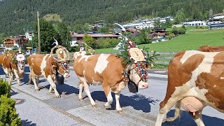 Almabtrieb in Maurach am Achensee Tirol [upl. by Beker]