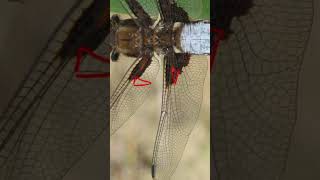 Entomology and Insects  Libellulidae ID  Dragonflies insectdiversity insects entomology [upl. by Lyssa]