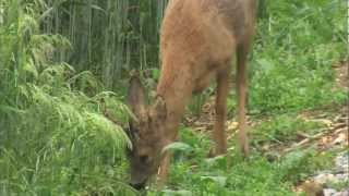 2 Rehböcke im Juni  roe buck in June [upl. by Htebazil]