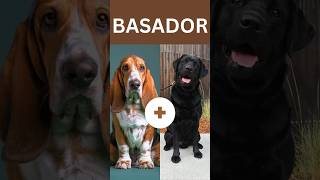 🐾Meet The Basador on AZ Dog breeds bassethound labrador dog doglover breeding love friends [upl. by Kcerb]