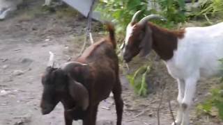 Boer Goats CIDR PG600 Heat VIDEO 15 June 2016 [upl. by Niamrej]