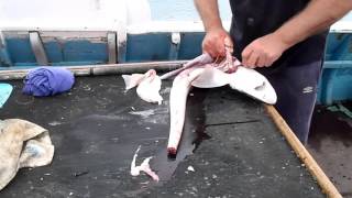 Cooking Fish Skinning a Smoothound  Dogfish  Gummy Shark ready for cooking and eating [upl. by Nylirrej]