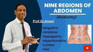 Nine regions of abdomen  Anatomy  Medical  By profDrAnsari [upl. by Markiv]