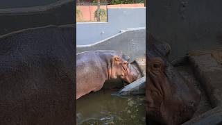 hipopótamo hippo hippopotamus animals zoo shorts জলহস্তী [upl. by Kimball]