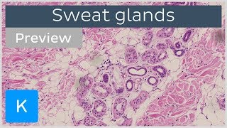 Skin Glands Anatomy Sweat Glands Sebaceous Glands Integumentary System [upl. by Bury441]