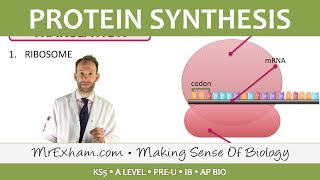 Protein Synthesis  Post 16 Biology A Level PreU IB AP Bio [upl. by Neeron]