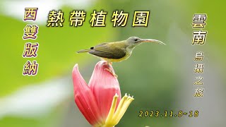 202311雲南 西雙版納 熱帶植物園賞鳥更新版 長嘴捕蛛鳥 紋背捕蛛鳥 黃腰太陽鳥 紅耳鵯 白喉紅臀鵯 [upl. by Linkoski]