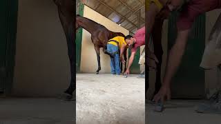 Mujeeb farrier infoasmr horse farrier horsecare [upl. by Yklam]