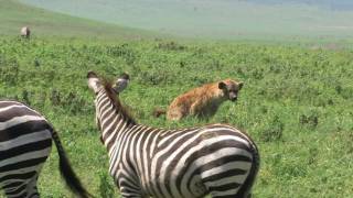 Safari Highlights 1 Attacking the Predator [upl. by Adolfo809]