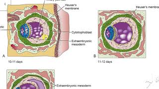 Extraembryonic mesoderm 2 [upl. by Austina]