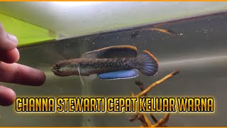 Agar channa stewarti cepat keluar warna [upl. by Merce562]