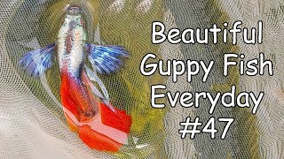 Guppy Channel  Beautiful Guppy Fish Everyday 47 [upl. by Llywellyn]