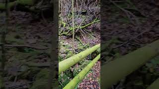 Small stream flows singletrail blackforest nature mtb colorful leaf [upl. by Rena850]