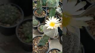 Cross pollination Astrophytum Myriostigma Tricostatum🤞🤞 [upl. by Christine]