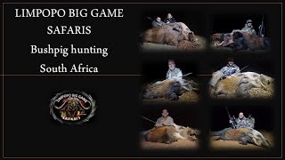 Bushpig hunt South Africa [upl. by Harlan]