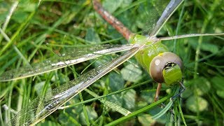 Giant Dragonfly Close Up  Never Seen One Like This Green Darner [upl. by Lajib947]