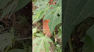 🍐Papita ke fayde papayaleafbenefits papaya food fruit amazingfacts पपीताकेफायदे shorts [upl. by Guthrey758]