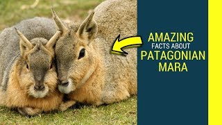 Patagonian mara facts for kids Patagonian cacarediet and lifespan [upl. by Aneelak]